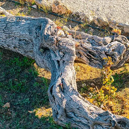 Tenuta Arbanoa * Gallipoli