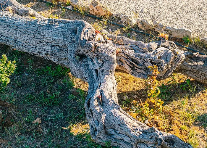 Tenuta Arbanoa * Gallipoli